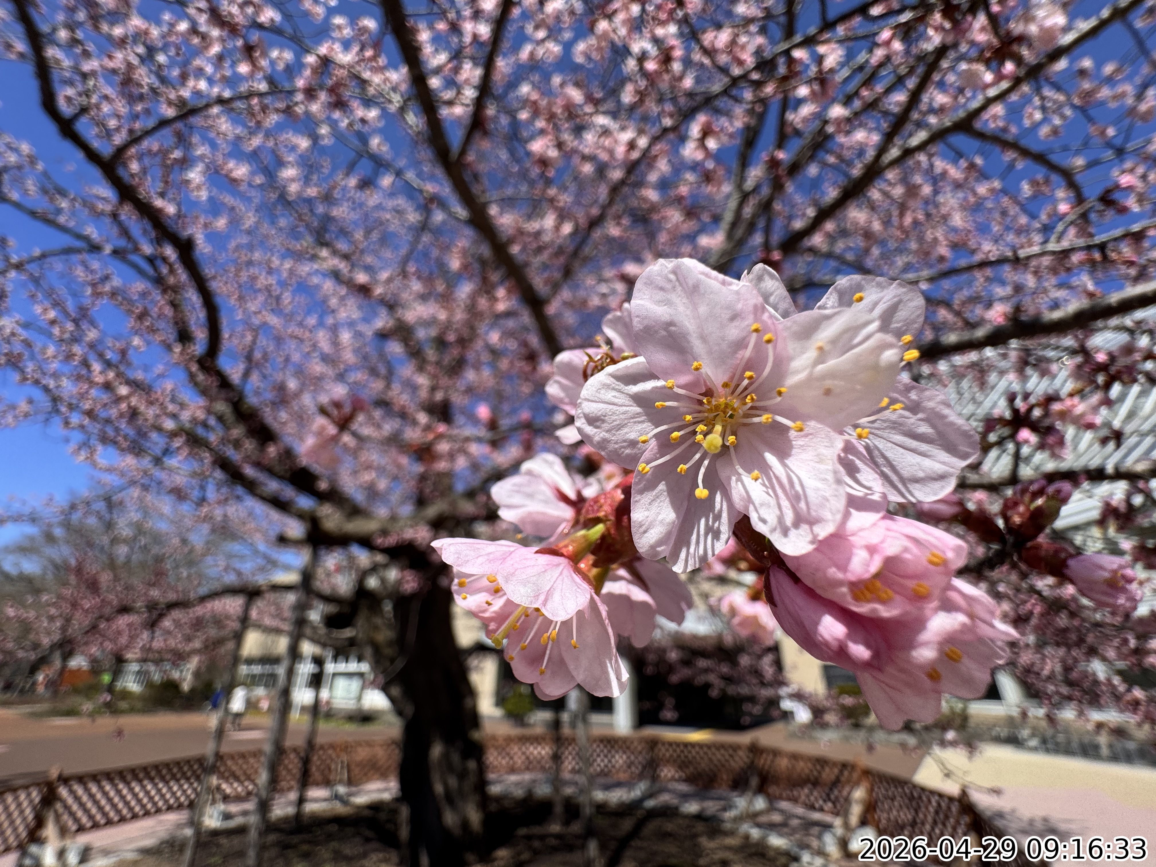 右下に撮影日時が埋め込まれた写真